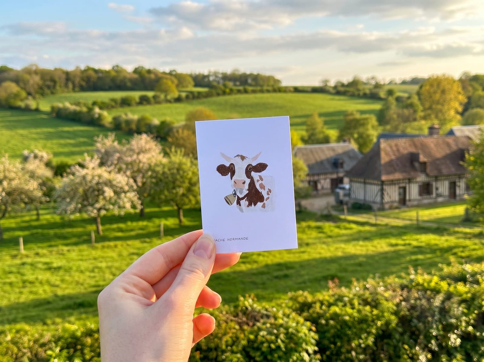 Notre carte Vache normande, 7 × 10 cm, dessinée à la main